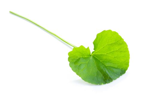 Closeup leaf of Gotu kola, Asiatic pennywort, Indian pennywort on white background, herb and medical concept