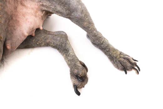 Dog sick leprosy skin problem with pregnant on white background