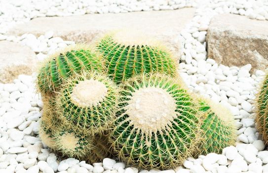 Closue up Barrel Cactus (Echinocactus grusonii) background texture