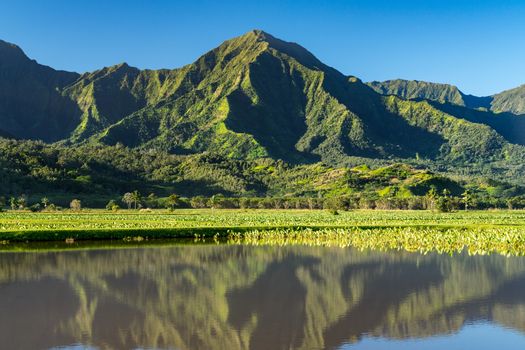 Close up on Taro plans in Hanalei valley with Na Pali mountains behind in Kauai