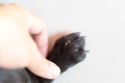 Closeup hand showing big tick parasite on a dog skin, selective focus