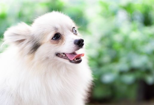 Closeup face of puppy pomeranian looking at something with white background, dog healthy concept, selective focus 