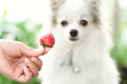 Closeup cute pomeranian dog looking red strawberry in hand with happy moment, selective focus