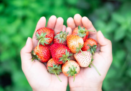 Hand holding fresh strawberry with green nature background, selective focus