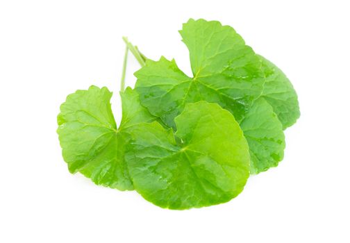 Closeup leaf of Gotu kola, Asiatic pennywort, Indian pennywort on white background, herb and medical concept