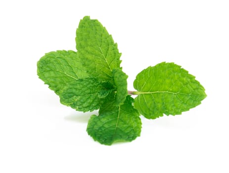 Fresh green mint leaves isolated on white background, Herb and medical concept