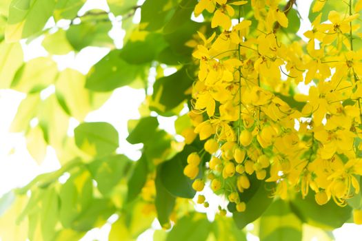 Close up yellow multply flower on tree branch in summer season, selective focus