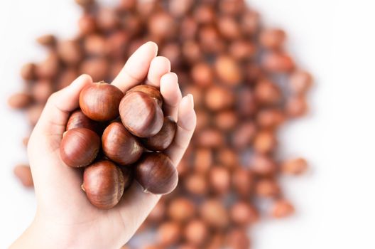 Closeup top view hand holding horse chestnuts on white background,  healthy food concept