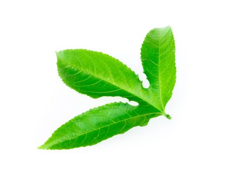 Green passion fruit leaves isolated on white background