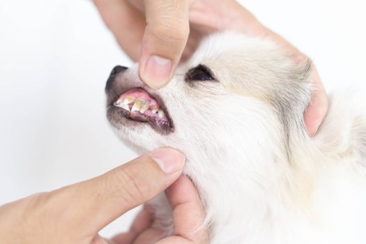 Closeup cleaning dog's teeth with toothbrush for pet health care concept, selective focus