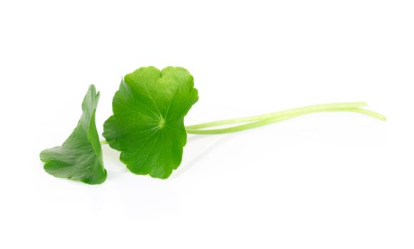 Closeup leaf of Gotu kola, Asiatic pennywort, Indian pennywort on white background, herb and medical concept