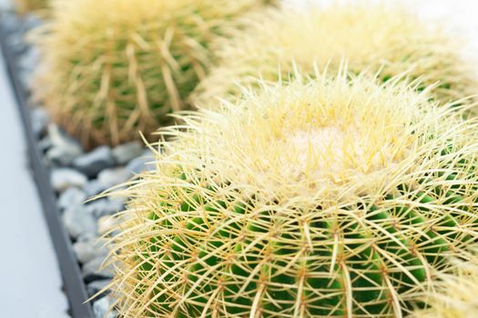 Closue up Barrel Cactus (Echinocactus grusonii) background texture