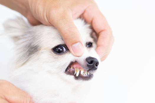 Closeup cleaning dog's teeth with toothbrush for pet health care concept, selective focus