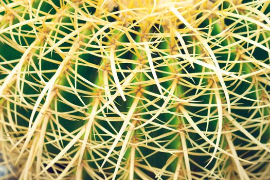 Closue up Barrel Cactus (Echinocactus grusonii) background texture