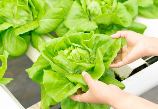 Closeup hand holding fresh vegetable hydroponic in field, healthy eathing concept, selective focus