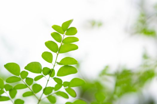 Closeup top view moringa leaves branch, herb and medical concept