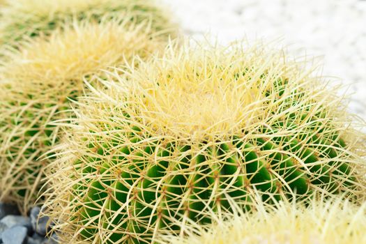 Closue up Barrel Cactus (Echinocactus grusonii) background texture