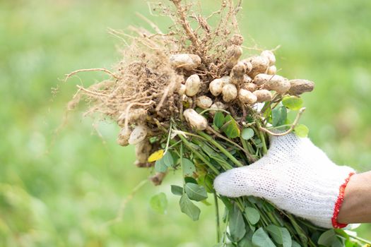 Closeup gardener holding fresh raw peanut with happy face in the green field, selective focus