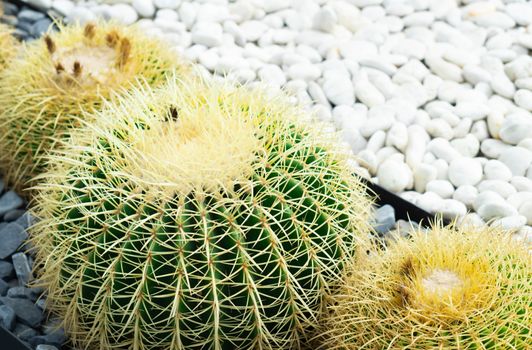 Closue up Barrel Cactus (Echinocactus grusonii) background texture