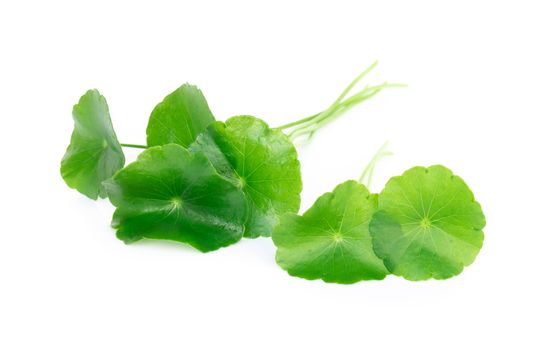 Closeup leaf of Gotu kola, Asiatic pennywort, Indian pennywort on white background, herb and medical concept