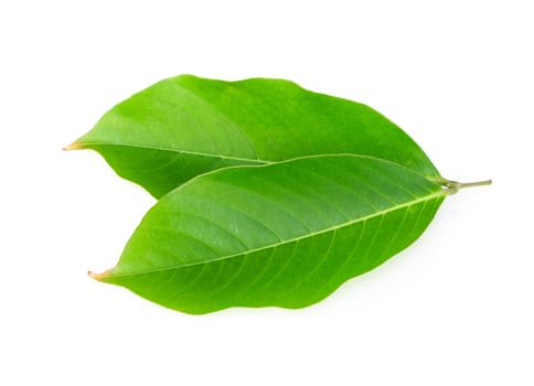 Green leaf isolated on white background