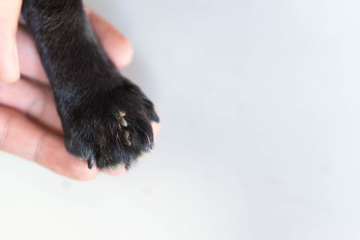 Closeup hand showing big tick parasite on leg dog skin, selective focus