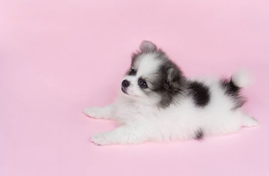 Cute baby pomeranian dog on pink background for pet health care concept, selective focus