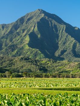 Close up on Taro plans in Hanalei valley with Na Pali mountains behind in Kauai