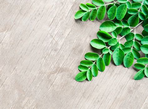 Closeup top view moringa leaves branch, herb and medical concept