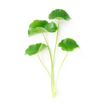 Closeup leaf of Gotu kola, Asiatic pennywort, Indian pennywort on white background, herb and medical concept