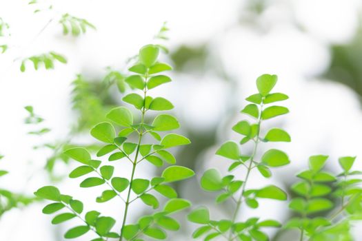 Closeup top view moringa leaves branch, herb and medical concept