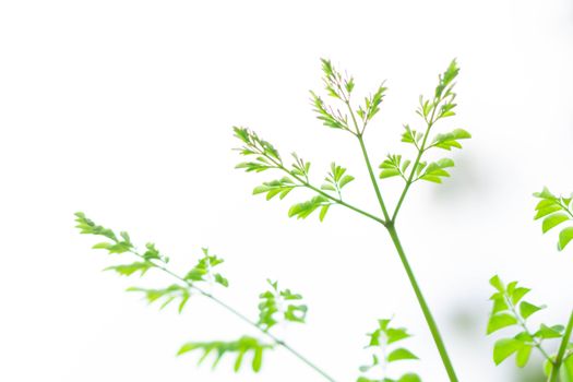 Closeup young moringa leaves branch, herb and medical concept