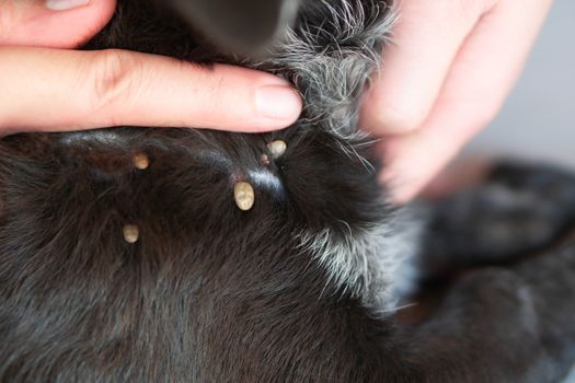 Closeup hand showing big tick parasite on a dog skin, selective focus