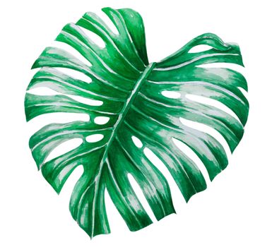 Green monstera tropical leaves watercolor illustration, isolated on white background