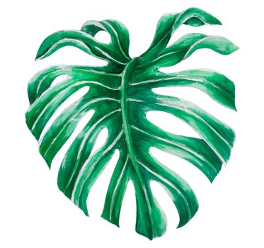 Green monstera tropical leaves watercolor illustration, isolated on white background