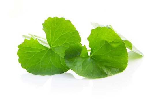 Closeup leaf of Gotu kola, Asiatic pennywort, Indian pennywort on white background, herb and medical concept