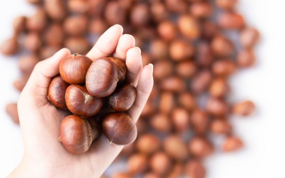 Closeup top view hand holding horse chestnuts on white background,  healthy food concept