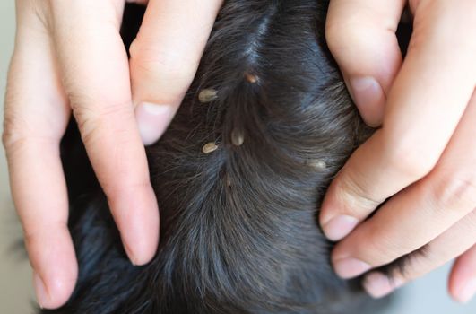 Closeup hand showing big tick parasite on a dog skin, selective focus