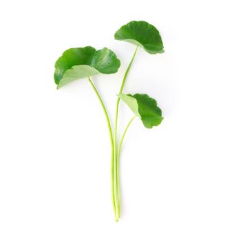 Closeup leaf of Gotu kola, Asiatic pennywort, Indian pennywort on white background, herb and medical concept