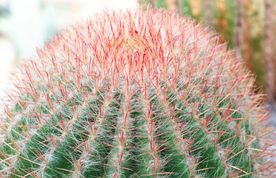 Closeup beautiful red cactus needles texture background