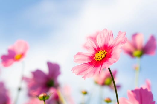 Closeup beautiful pink cosmos flower with blue sky background, selective focus