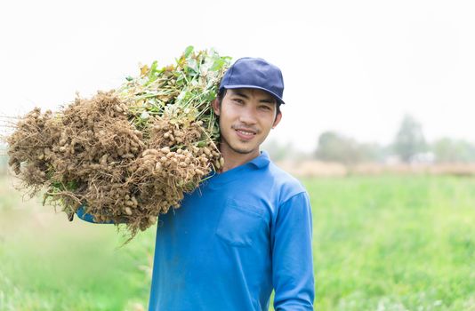 Closeup gardener man holding fresh raw peanut with happy face in the green field, selective focus