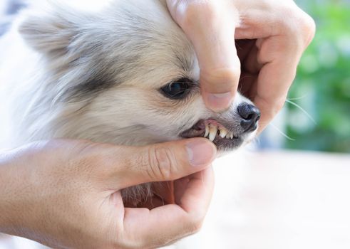 Closeup teeth of pomeranian dog with tartar, pet health care concept, selective focus