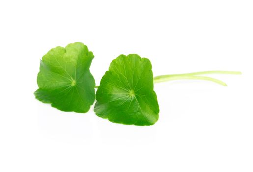 Closeup leaf of Gotu kola, Asiatic pennywort, Indian pennywort on white background, herb and medical concept