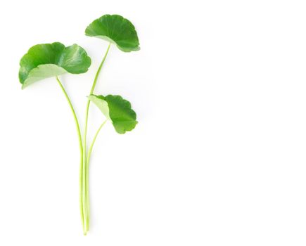 Closeup leaf of Gotu kola, Asiatic pennywort, Indian pennywort on white background, herb and medical concept