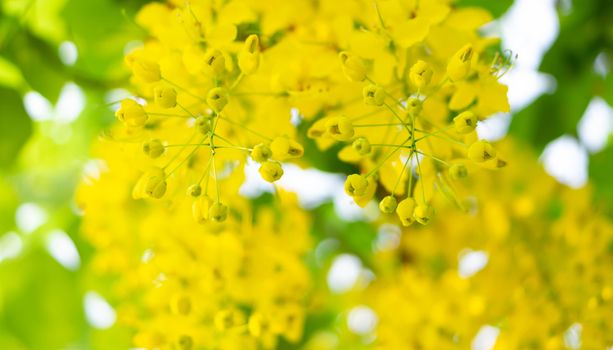 Close up yellow multply flower on tree branch in summer season, selective focus