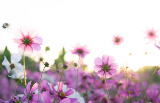 Closeup beautiful pink cosmos flower in the field with sunlight at morning, selective focus