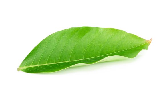 Green leaf isolated on white background