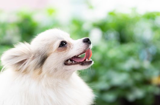 Closeup cute pomeranian dog looking something with happy moment, selective focus