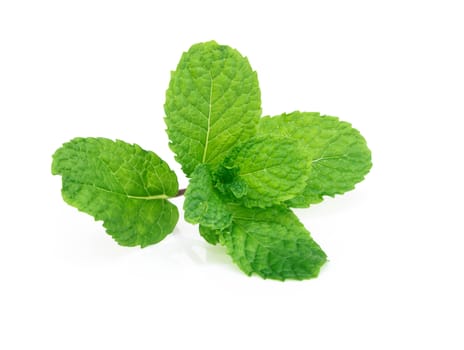 Fresh green mint leaves isolated on white background, Herb and medical concept 